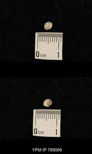 undet. Brachiopoda