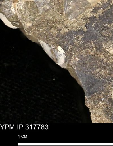 undet. Mollusca