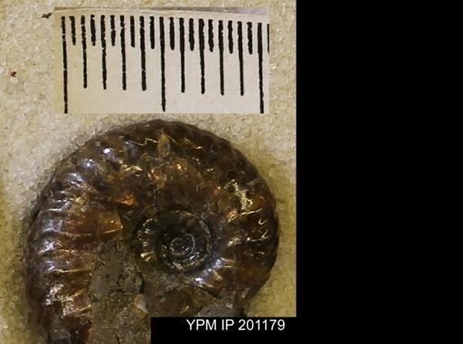 Hoploscaphites comprimus