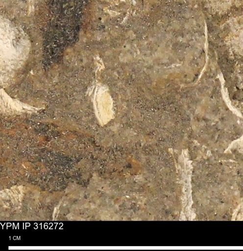 undet. Mollusca