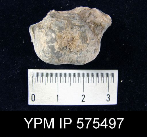 Productus semirecticulatus