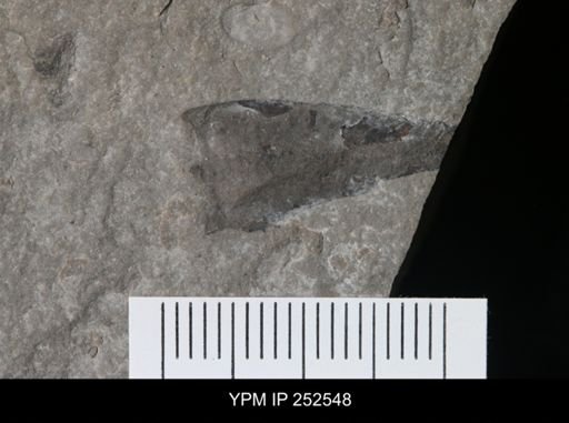 Eurypterida?