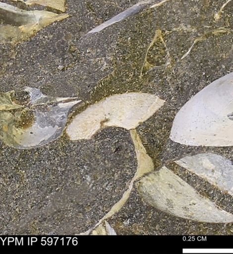 Limopsis striatopunctatus