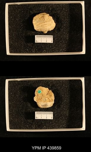 Productus (Dictyoclostus) indicus