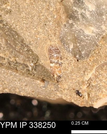 undet. Mollusca
