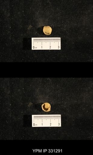 Euphemites sp.