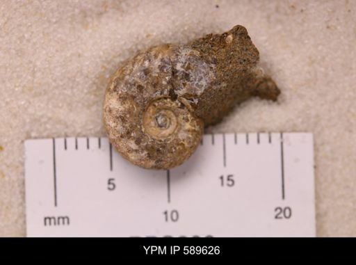 Hoploscaphites comprimus