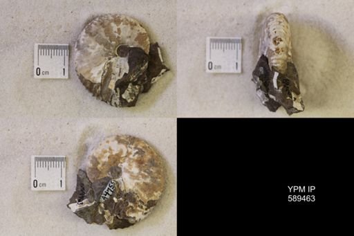 undet. Scaphitidae
