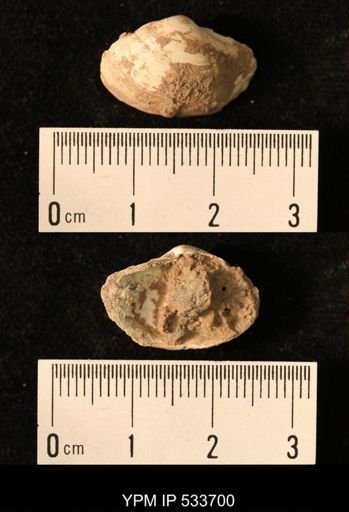 Yoldia arctica