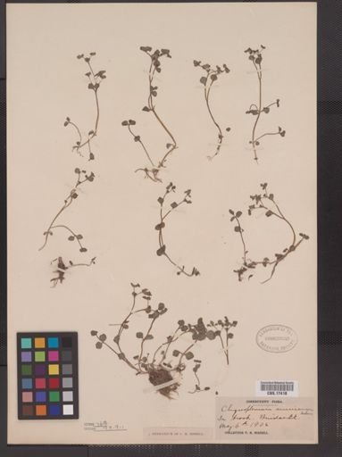 Chrysosplenium americanum