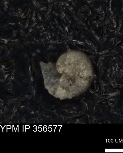 undet. Foraminiferida