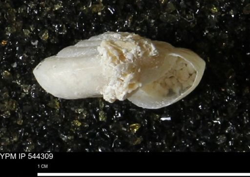 Poecilozonites (Discozonites) reinianus
