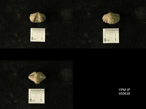 Platystrophia profundsulcata