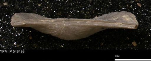 Stropheodonta callawayensis
