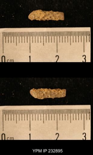 Archaeocidaris sp.