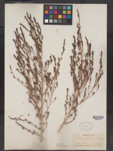 Kochia scoparia