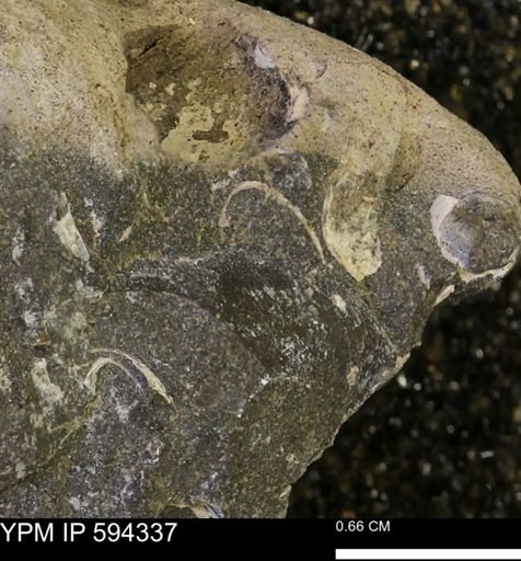 undet. Bivalvia