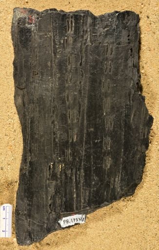 Sigillaria sp.