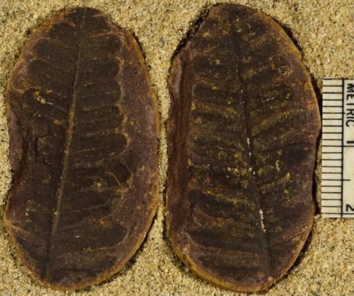 Pecopteris
