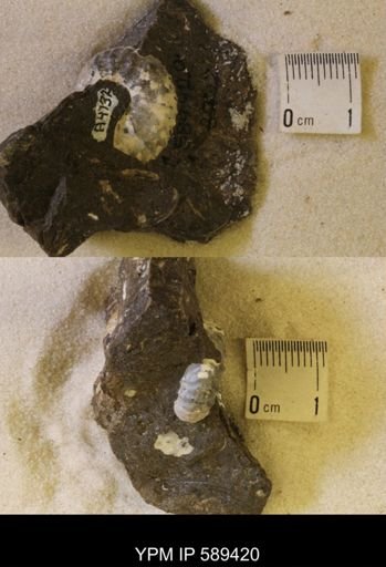 undet. Scaphitidae
