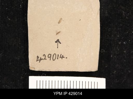 undet. Diptera