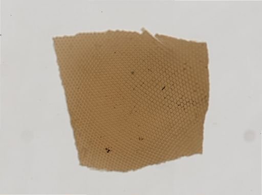 Diptera