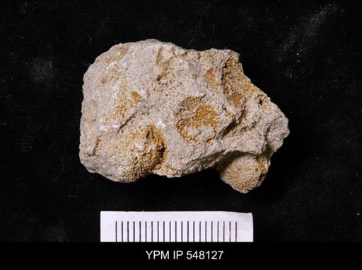 Bryozoa?