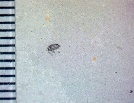 undet. Curculionidae
