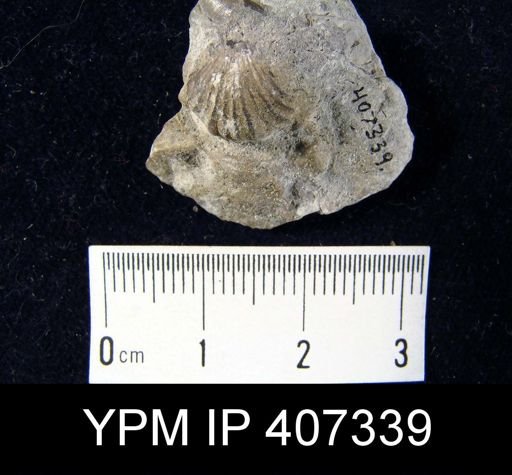 Rhynchotrema janeum