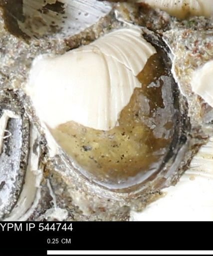 Corbulamella gregaria
