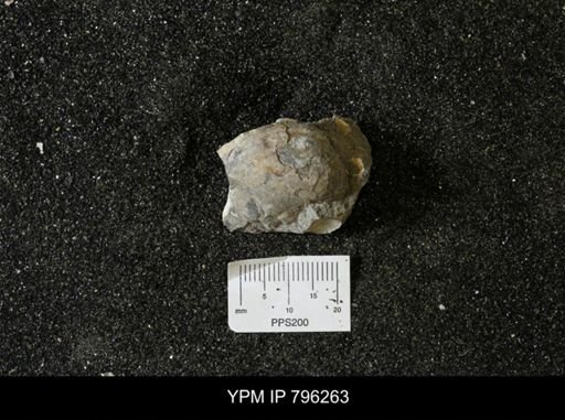 Inoceramus barabini