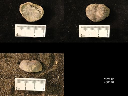 Marginifera lasallensis