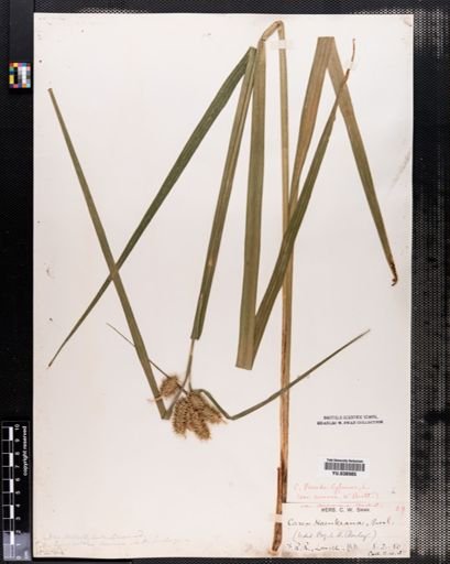 Carex comosa