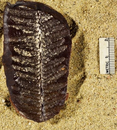 Pecopteris miltoni