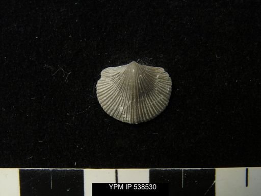 Cincinnetina meeki