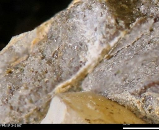 undet. Scaphitidae