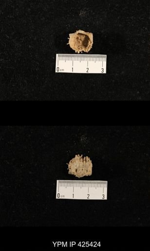 Liosotella sp.