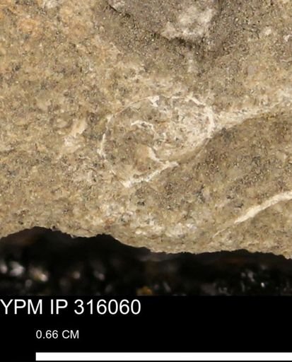 undet. Mollusca