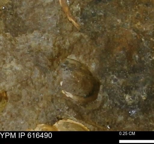 Protocardia subquadrata