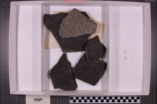 mixed taxa, stratigraphic collection