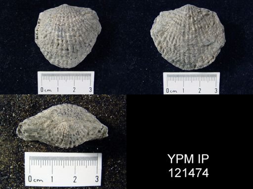 Atrypa aspera