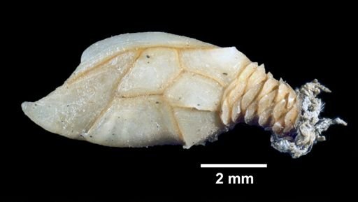 Scalpellum