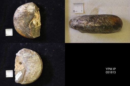 Hoploscaphites nicolletii