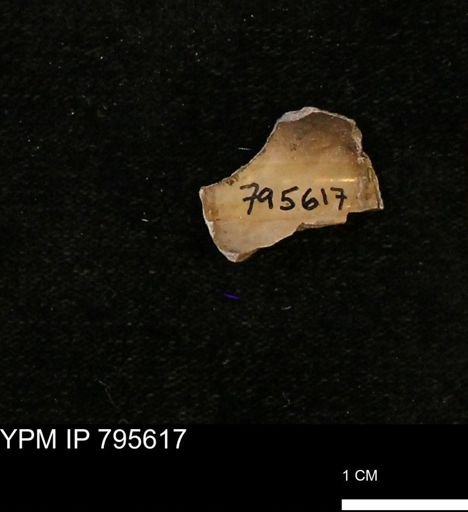 Baculites sp.