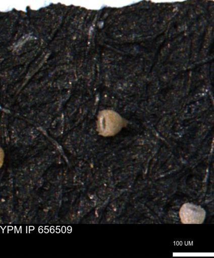 Clathrocyclas (Clathrocyclas) irrasa