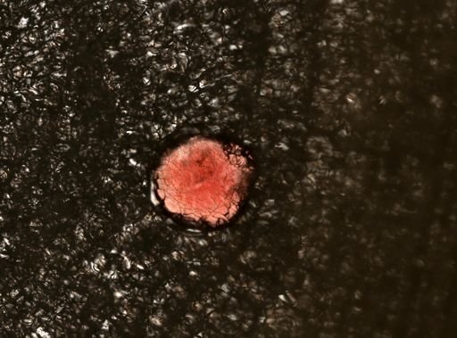 Stylochus ellipticus