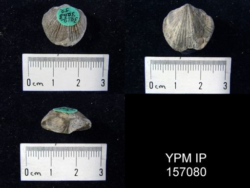 Atrypa marginalis