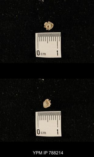 undet. Crinoidea