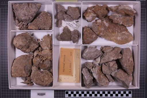 mixed taxa, stratigraphic collection