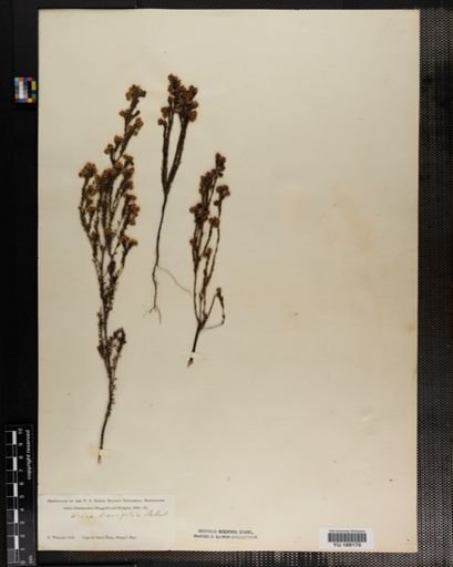 Plantae